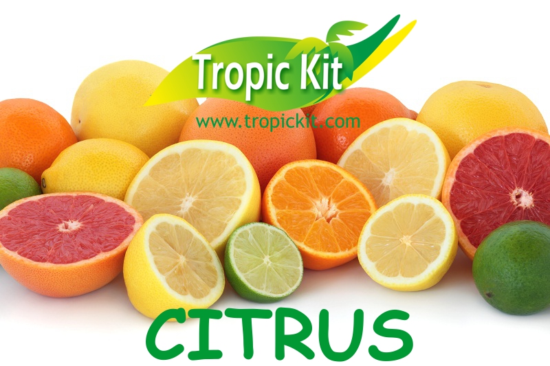 citrus TROPIC KIT