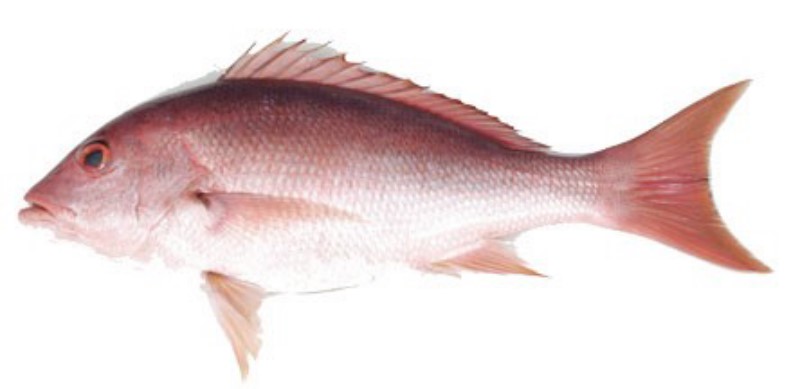 Caribbean Red Snapper