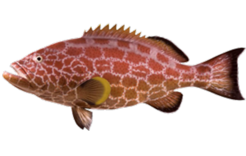 Fireback grouper